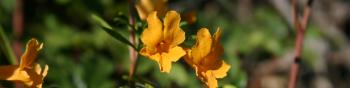 A few yellow-orange trumpet-shaped flowers growing on a brown stem with green leaves