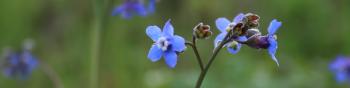 A cluster of flowers with five bright blue petals surrounding a distinct white ring