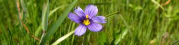 Two small flowers with six blueish-purple petals and yellow centers growing in lush green grass