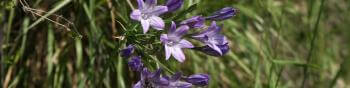 A cluster of purple trumpet-shaped flowers blooming on small stalks atop a tall, leafless stem growing out of a grassy area