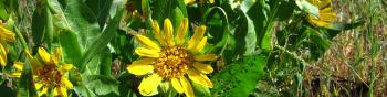 A patch of several big yellow flowers growing out of large green leaves