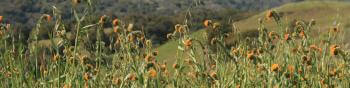 A field of flowers with curly whorls of yellow-orange blossoms that resemble the head of a violin or fiddle, growing in front of green hillsides covered in trees