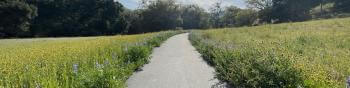 A paved trail stretching through a green meadow filled with grass and yellow and purple wildflowers, under a blue sky full of wispy white clouds