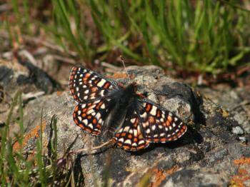 A small butterfly with black, orange, yellow and white checkered spots sits with its wings spread open on a gray rock covered with orange lichen