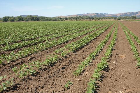 Rows of green leafy crops in a dirt field with a row of trees far in the horizon and hills behind them. The sky is light blue.