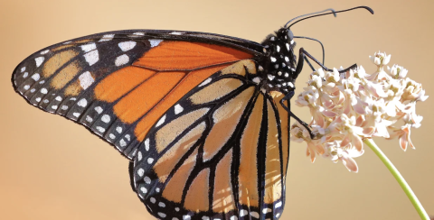 side view of a monarch butterfly sitting on a small white flower