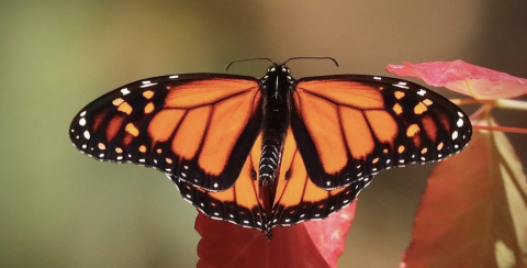 monarch butterfly sitting ontop of a leaf with wings spread flat