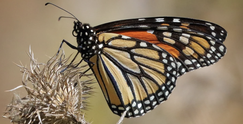 side view of a monarch butterfly sitting on a thistle