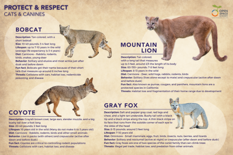 A infographic with the title "Protect & Respect Cats & Canines," and cut-out photos of a bobcat, mountain lion, coyote, and gray fox.