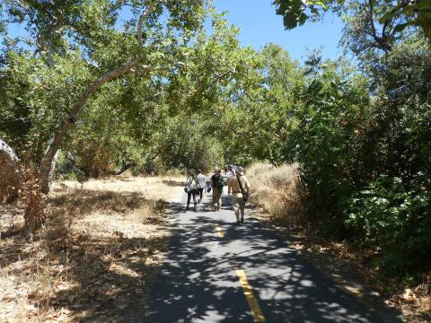 A group of people walks along a paved pathway beneath the dappled shade of sycamore trees, through golden grass