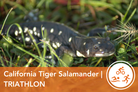 2024 Wildlife Olympics - California Tiger Salamander