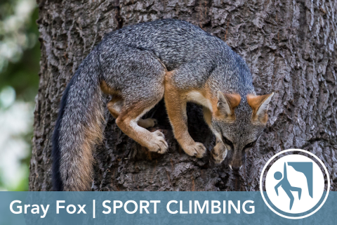 2024 Wildlife Olympics - Gray Fox