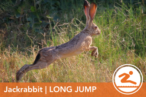 2024 Wildlife Olympics - Jackrabbit