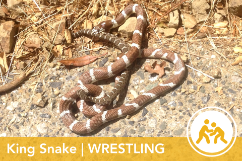 2024 Wildlife Olympics - King Snake