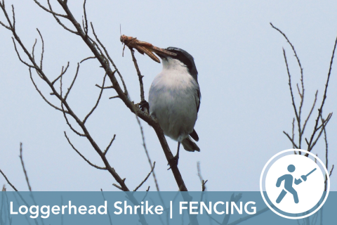 2024 Wildlife Olympics - Loggerhead Shrike