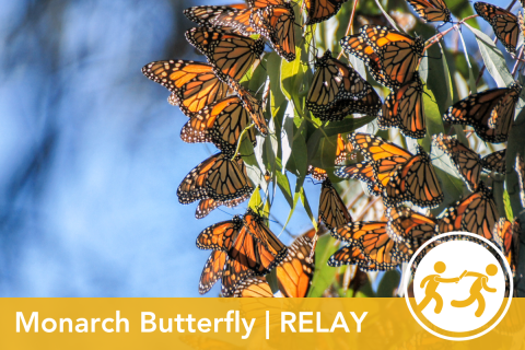 2024 Wildlife Olympics - Monarch Butterfly