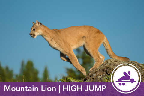 2024 Wildlife Olympics - Mountain Lion