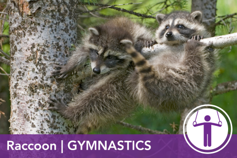 2024 Wildlife Olympics - Raccoon