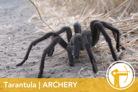 2024 Wildlife Olympics - Tarantula