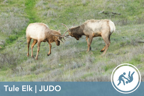 2024 Wildlife Olympics - Tule Elk