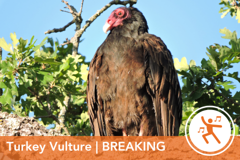 2024 Wildlife Olympics - Turkey Vulture