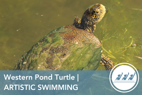 2024 Wildlife Olympics - Western Pond Turtle