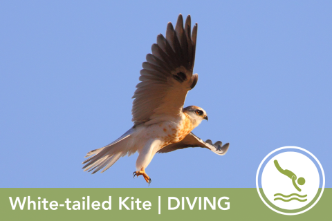 2024 Wildlife Olympics - White-tailed Kite