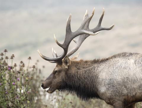 A Tule elk approaches a green plant with purple flowers