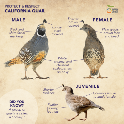 Infographic about Quails