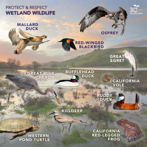 Infographic about wetland animals