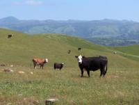 A black and white cow stands looking at the camera on a grassy field, behind it are several more black and brown cows grazing on green hillsides. Green mountains are in the distance.