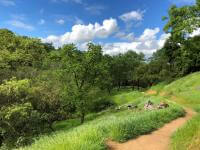 A dirt trail leads through lush green grass and into a woodland of oak trees, under a bright blue sky with fluffy clouds.