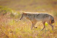 A coyote in profile walks through a field full of green and golden grass, looking down