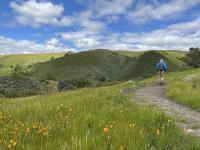 A green grassy hillside with small orange wildflowers, a hiker walks away from the camera on a dirt trail on the right side of the image. Green, scrub-covered hillsides in the background under a blue sky filled with white fluffy clouds.