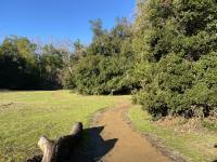 A dirt trail winding past a tree log and through a green meadow of short grass surrounded by big green trees, under a clear blue sky