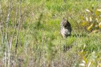 A gray and tan bobcat sitting in a sunny field of green grass looks to the left